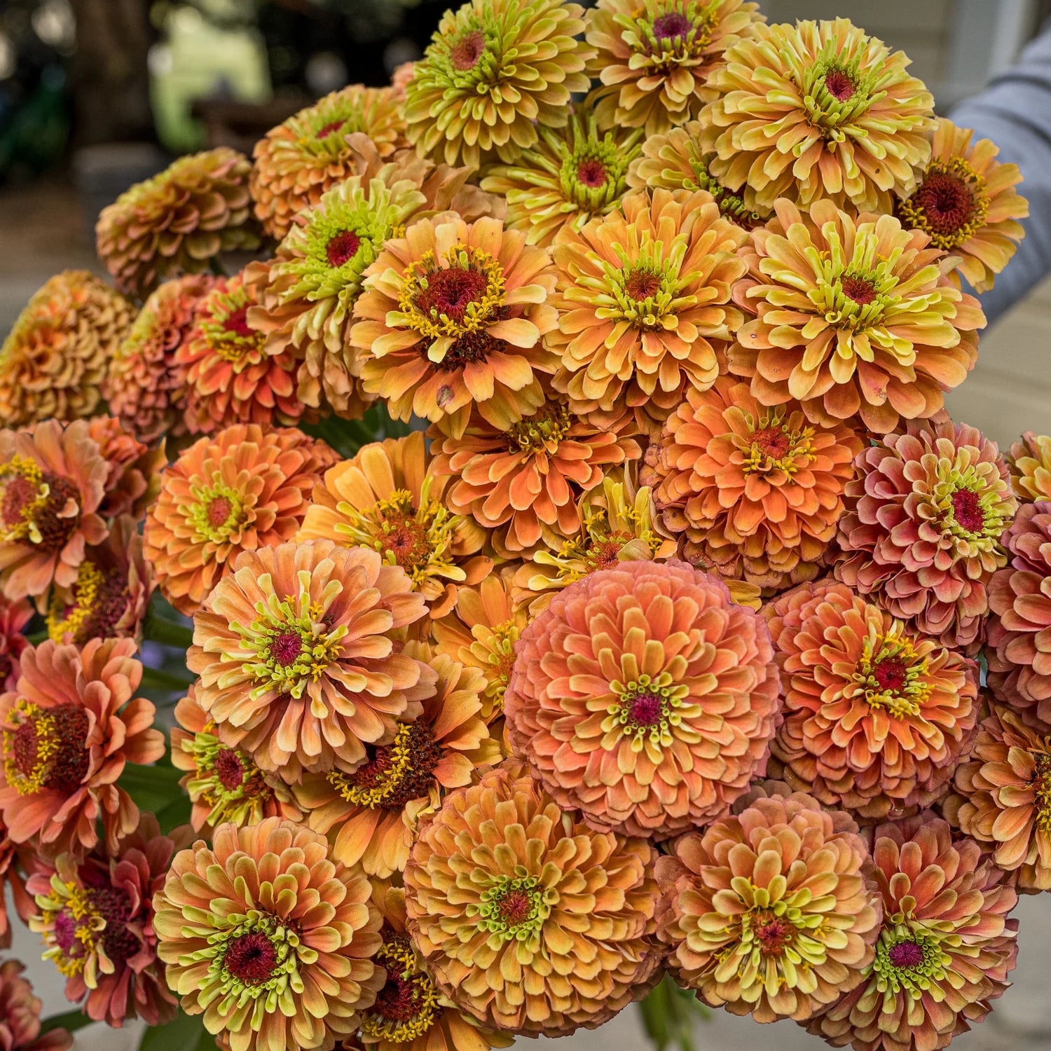 Zinnia