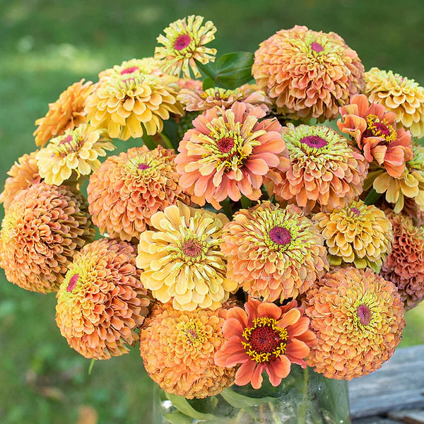 Zinnia