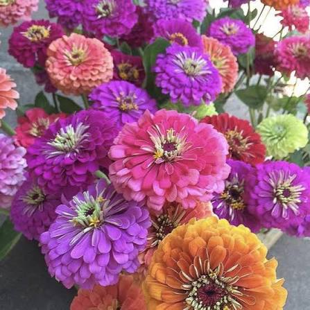 Zinnia