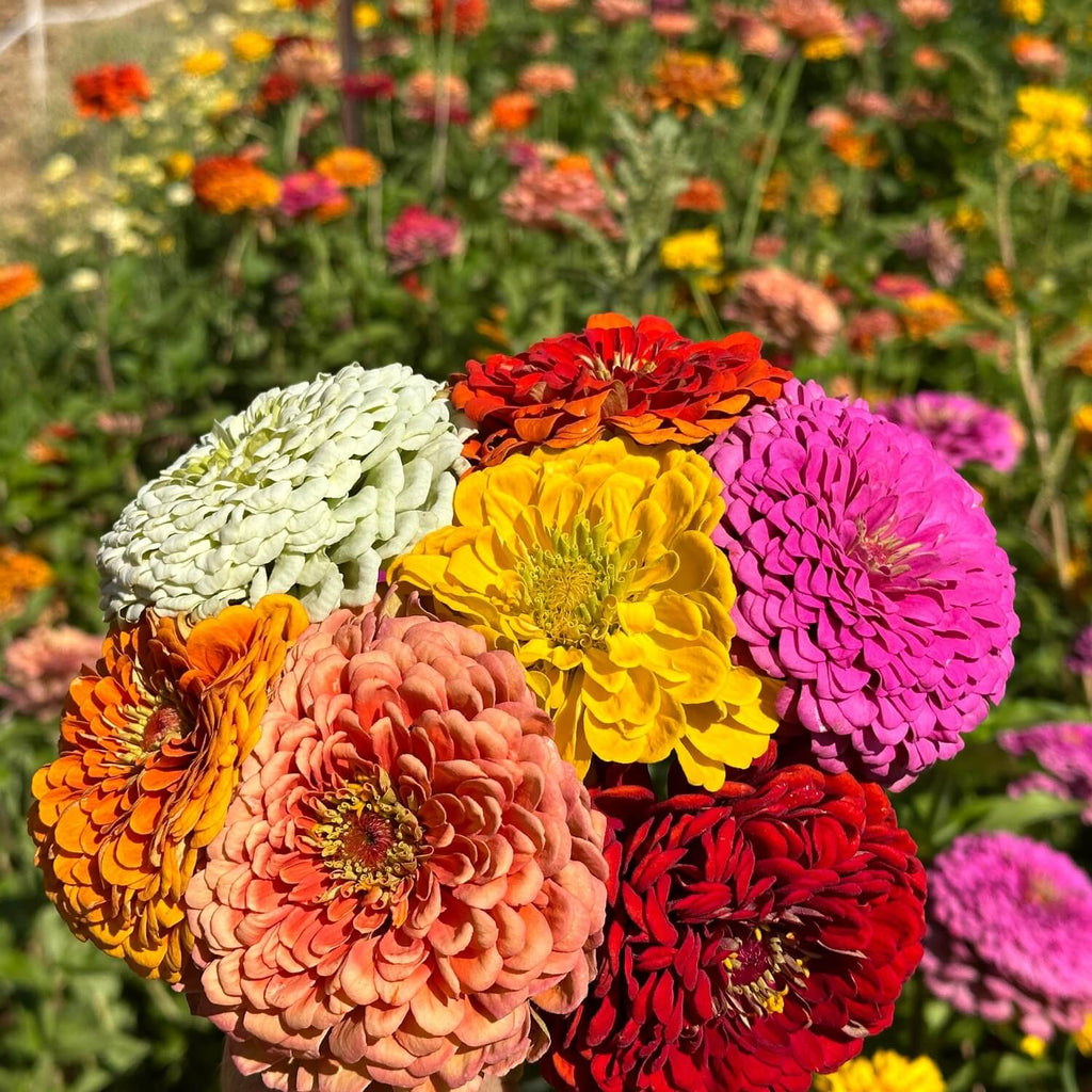 Zinnia