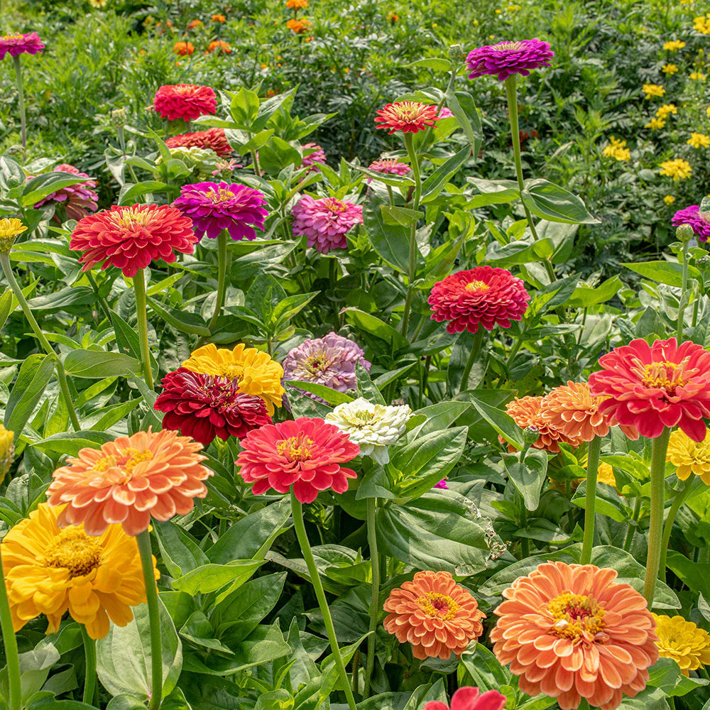Zinnia