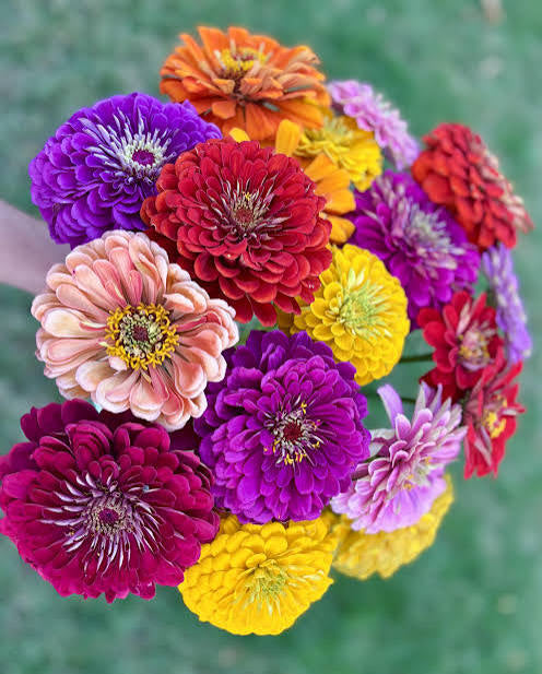 Zinnia