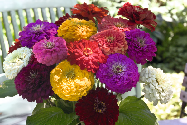 Zinnia