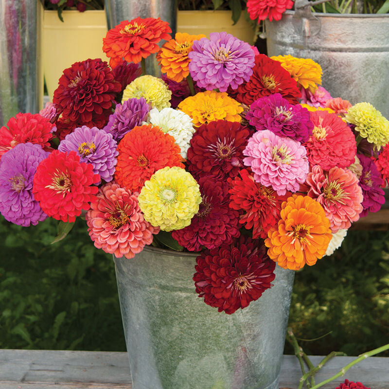 Zinnia