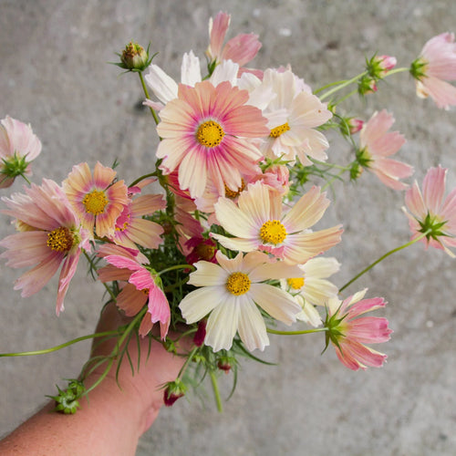 Cosmos