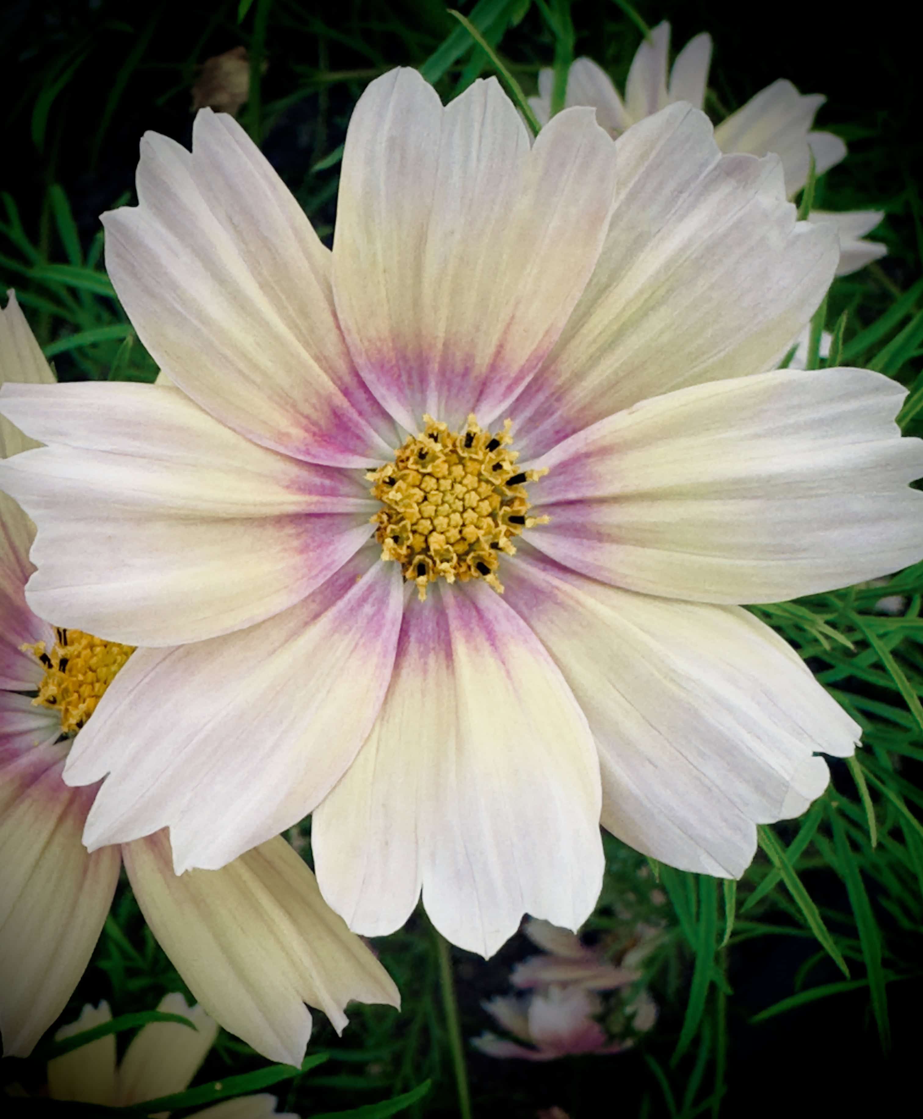 Cosmos