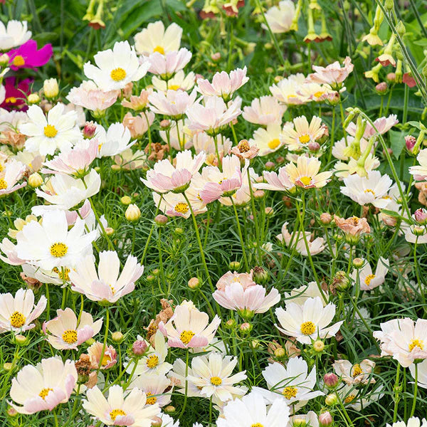 Cosmos