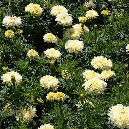 Marigold