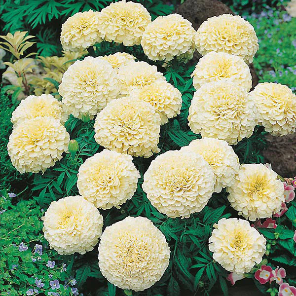 Marigold
