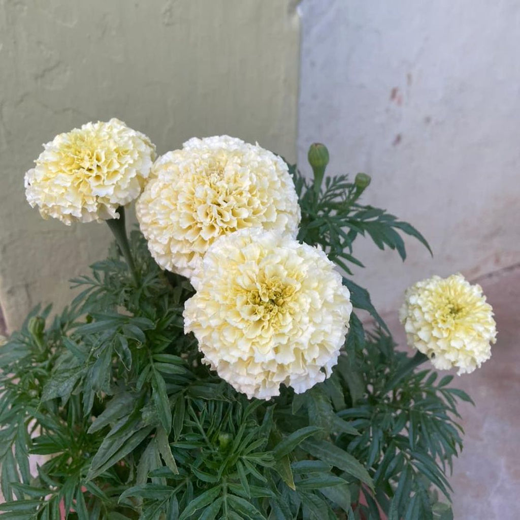 Marigold