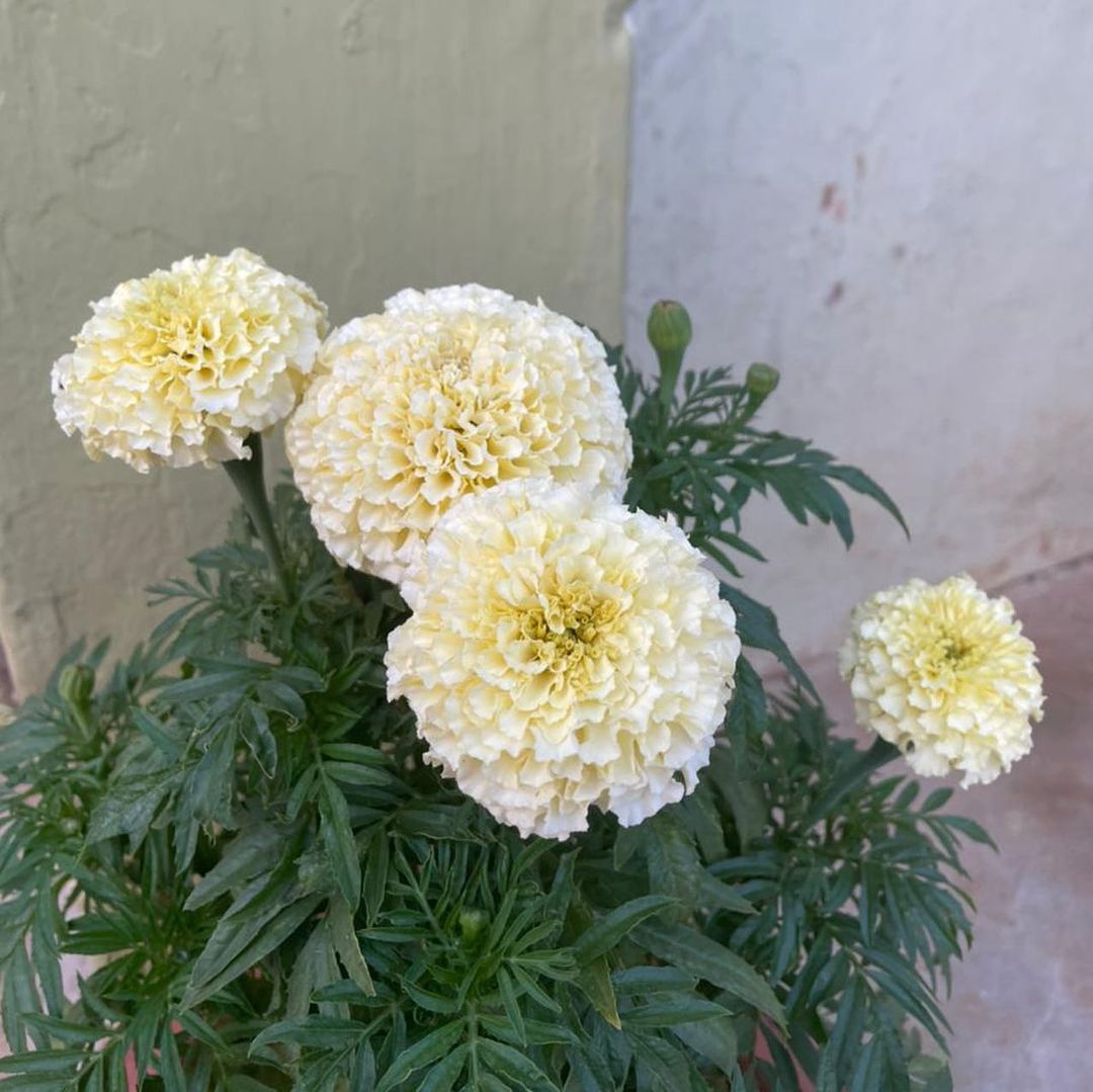 Marigold