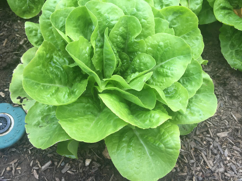 Lettuce