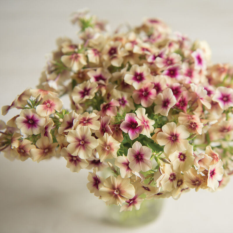 Phlox
