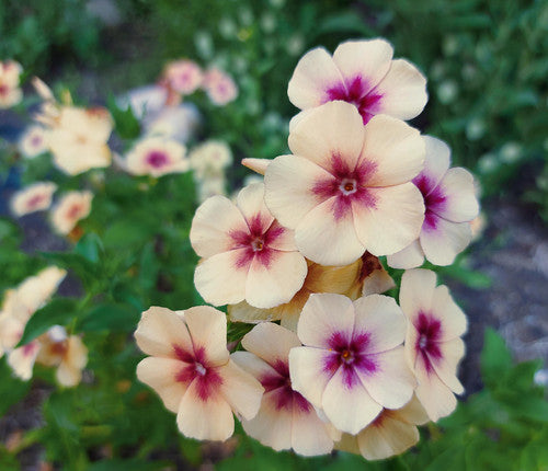 Phlox