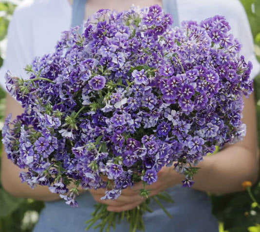 Phlox