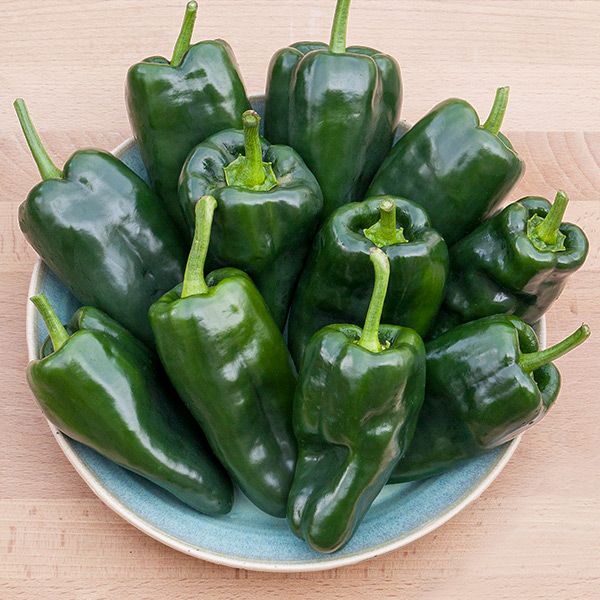 Pepper