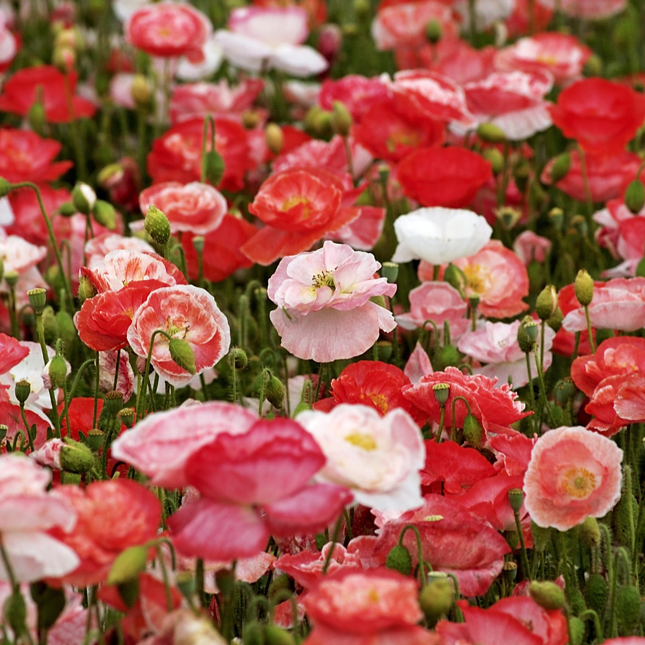 Poppy