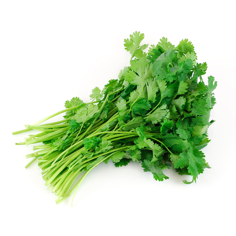 Cilantro