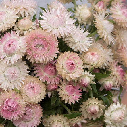 Strawflower