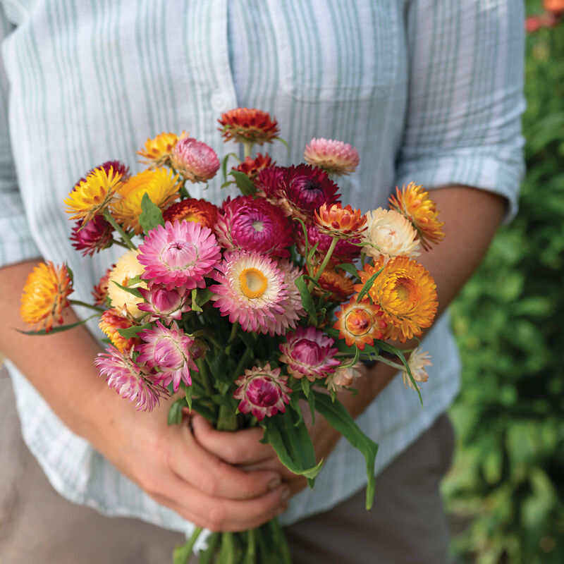 Strawflower