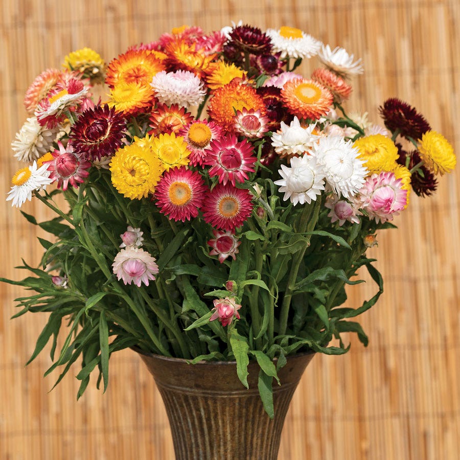 Strawflower