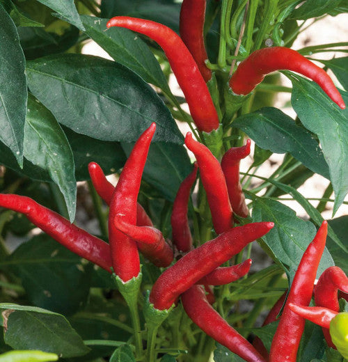 Pepper