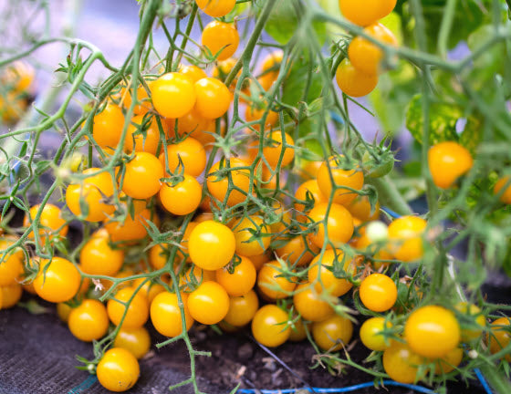 Tomato
