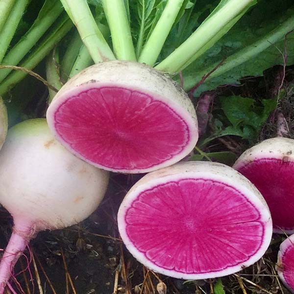 Radish