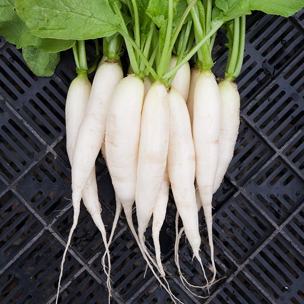 Radish