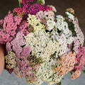 Yarrow