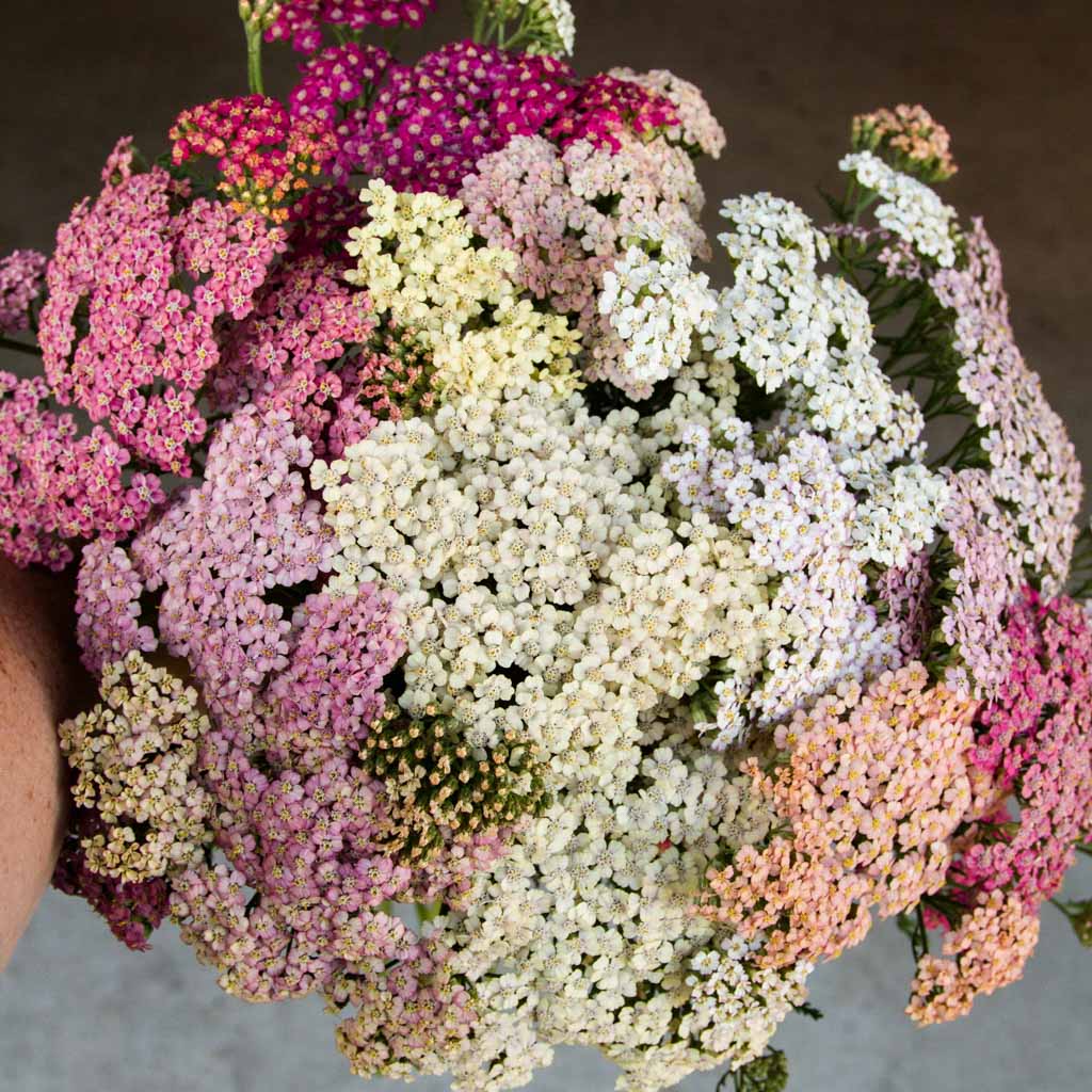 Yarrow