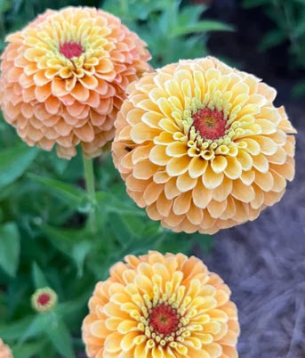 Zinnia