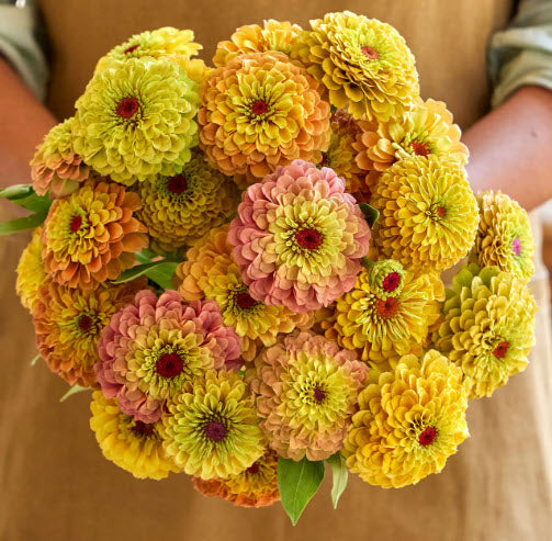 Zinnia