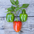 Pepper